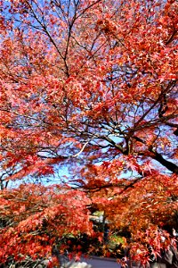 京都宇治平等院鳳凰堂 / Byodoin Hoohdo temple in Kyoto