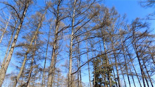 Hryshko National Botanical Garden