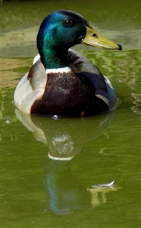 Hryshko National Botanical Garden