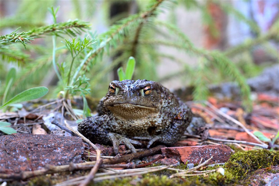 Toad HD