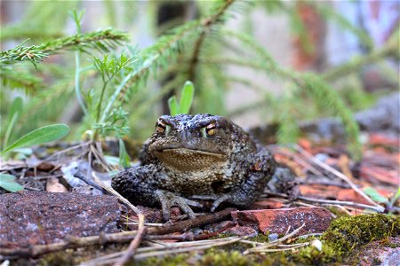 Toad HD photo