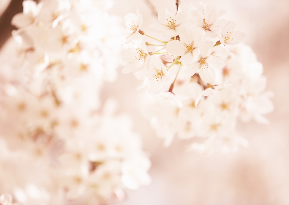 Sakura season, Cherry Blossom [Soft focus, Background]