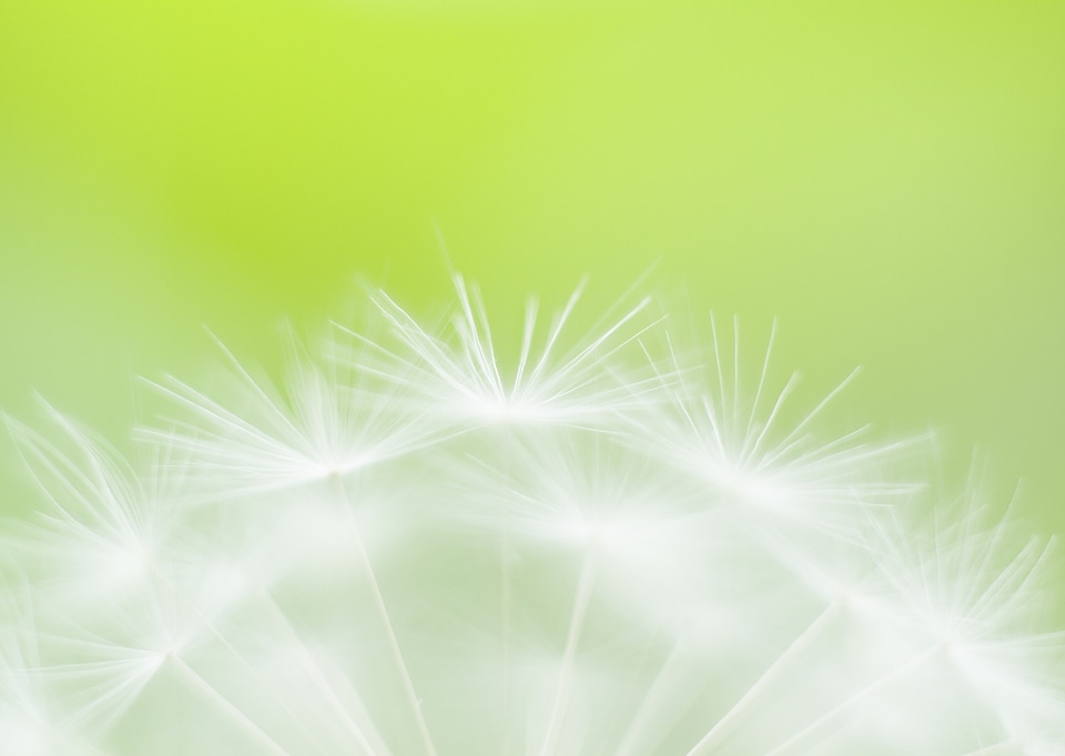 Dreamy dandelion macro