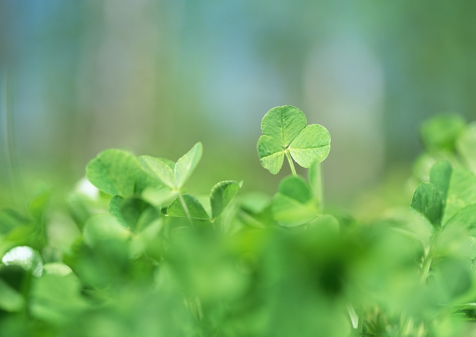 Three leaf clovers