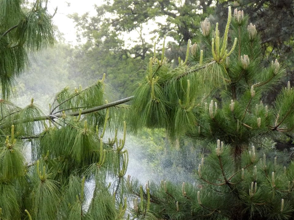 Hryshko National Botanical Garden