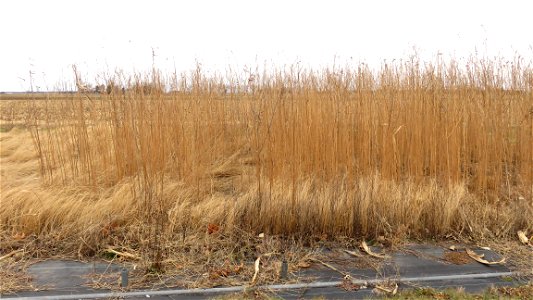 HT2C-teff-sunnhemp-frost-killed