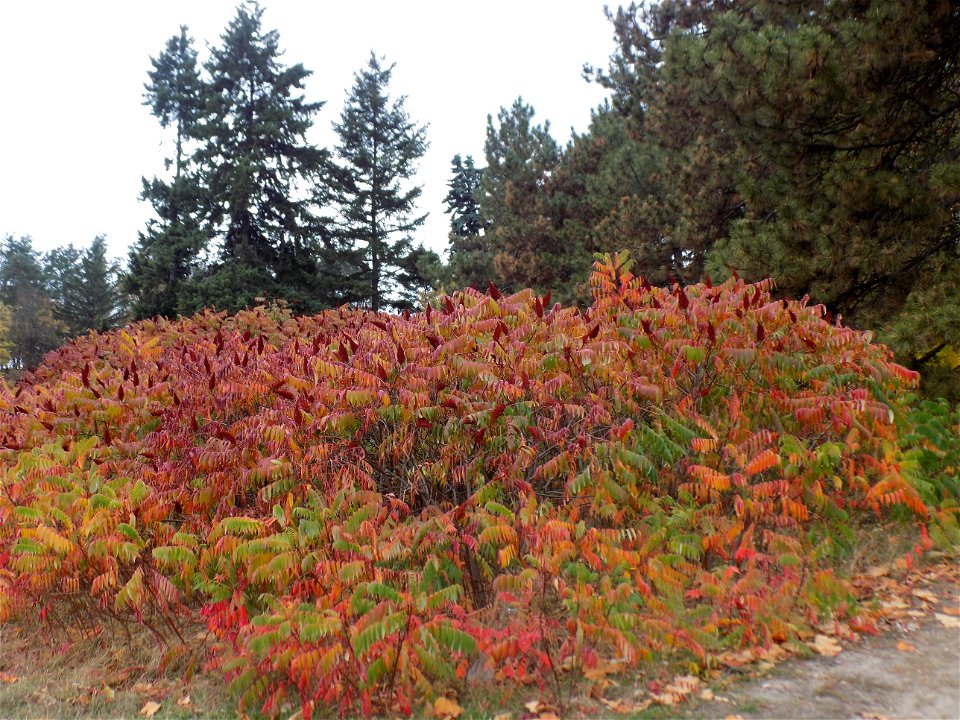 Hryshko National Botanical Garden