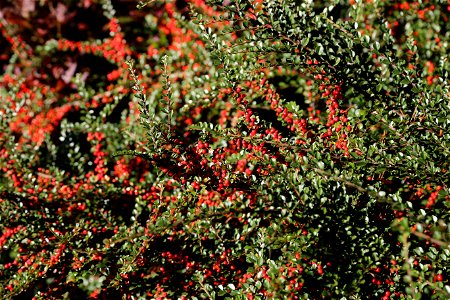 Cotoneaster photo