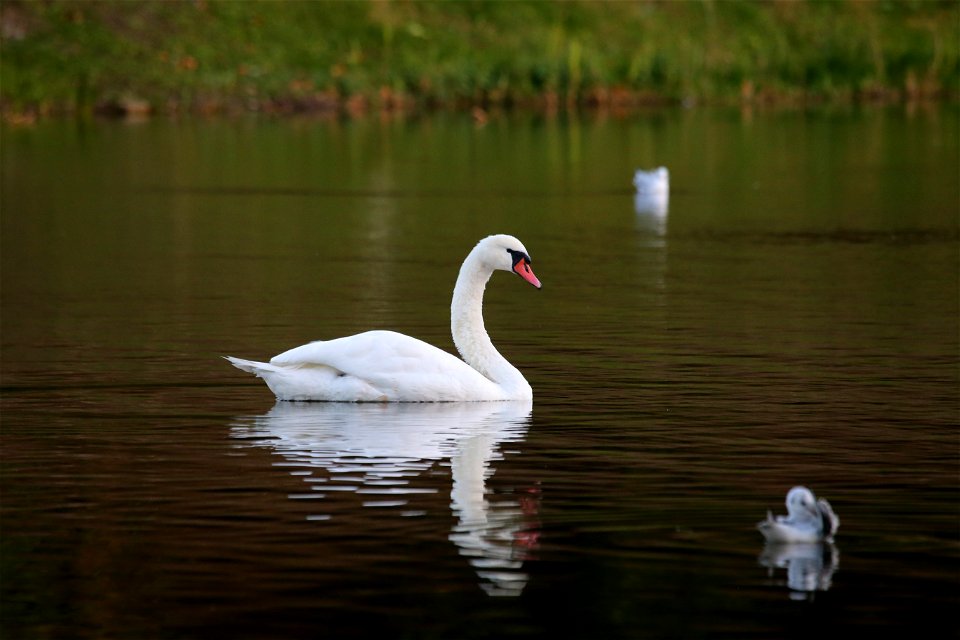 Swan