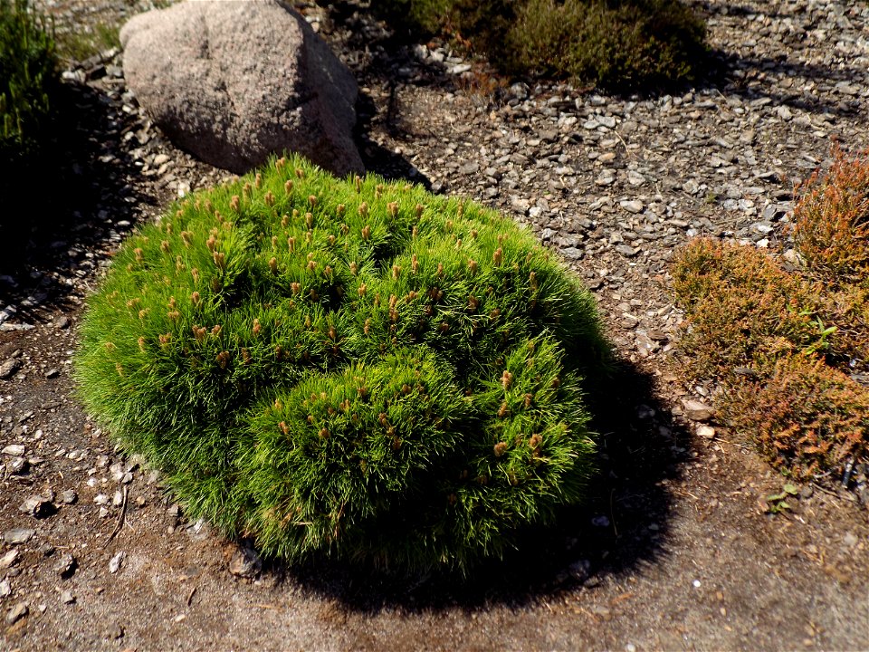 Hryshko National Botanical Garden