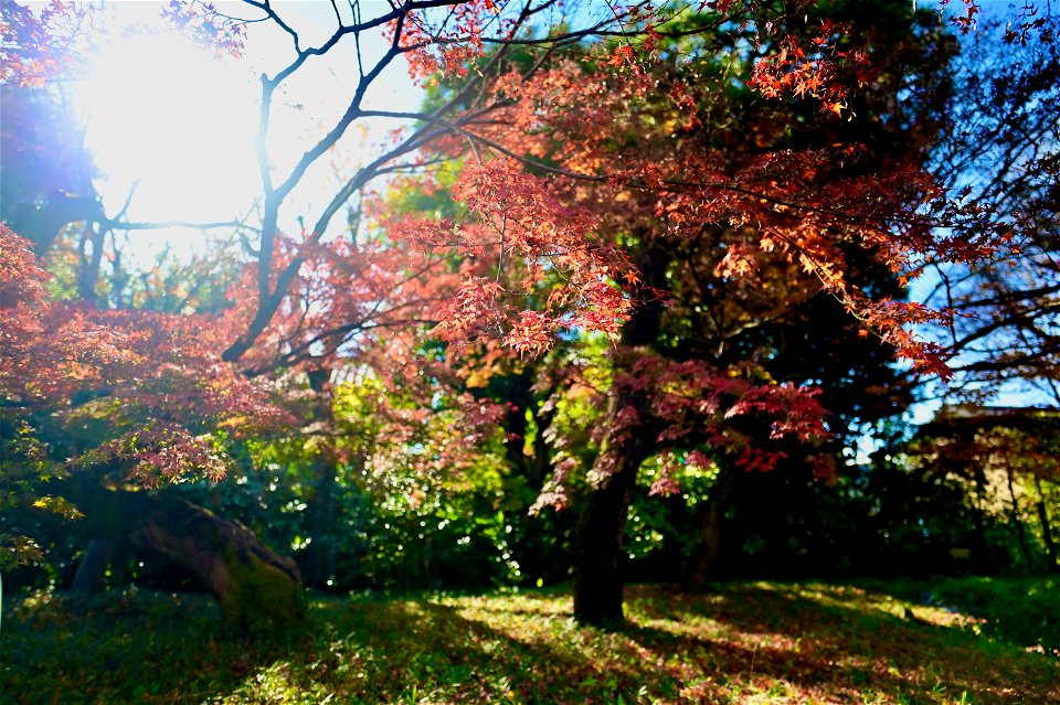 京都宇治平等院鳳凰堂 / Byodoin Hoohdo temple in Kyoto