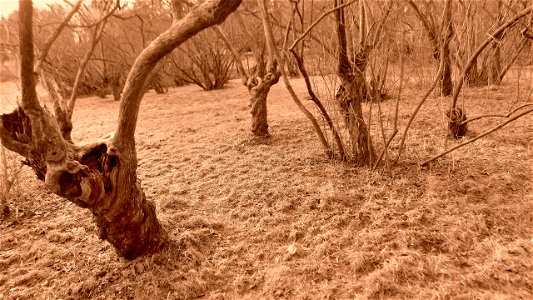 Hryshko National Botanical Garden