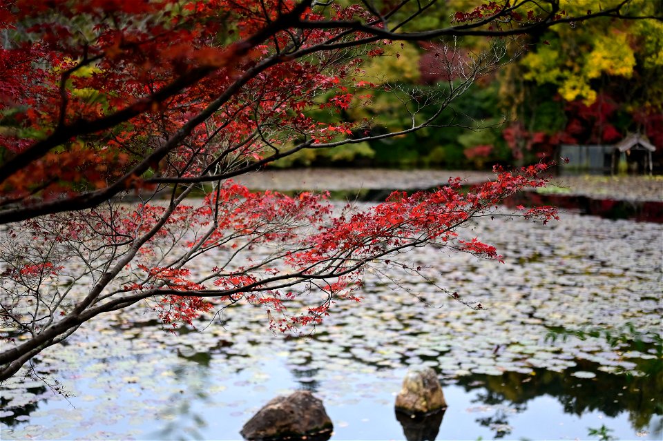 京都龍安寺/Kyoto Ryoanji