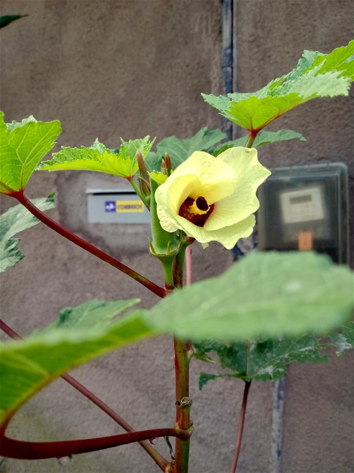 flor