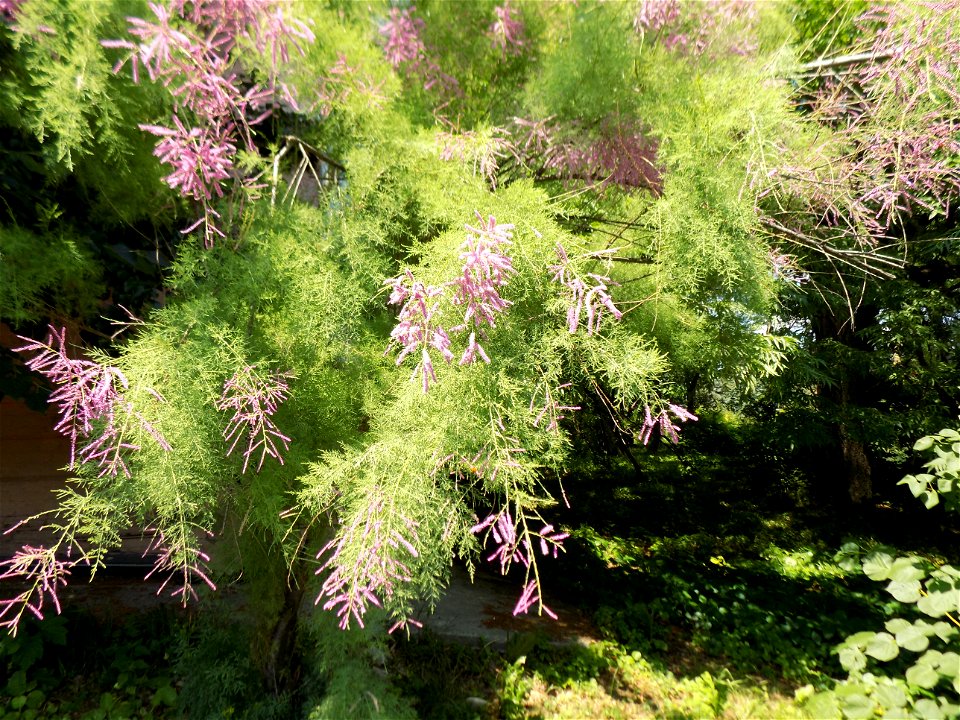 Hryshko National Botanical Garden