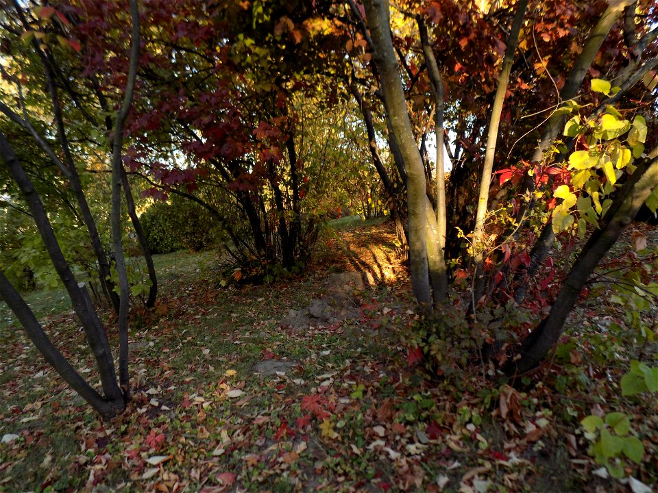 Hryshko National Botanical Garden