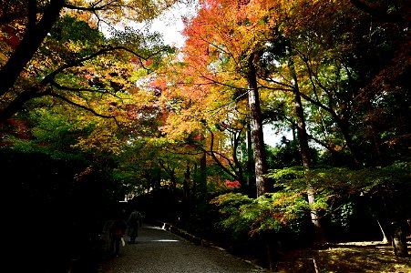 京都龍安寺/Kyoto Ryoanji