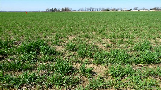 K3 rye uneven growth