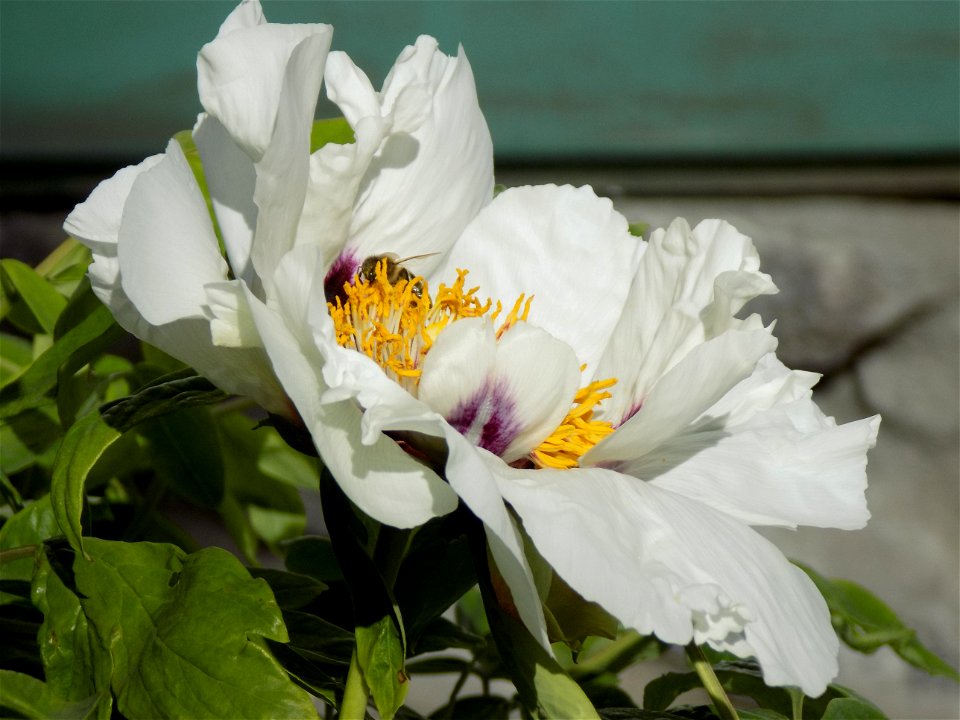 Hryshko National Botanical Garden
