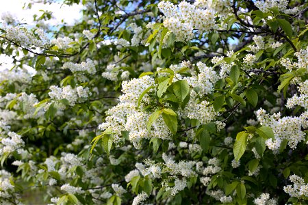 Bird-cherry flowers