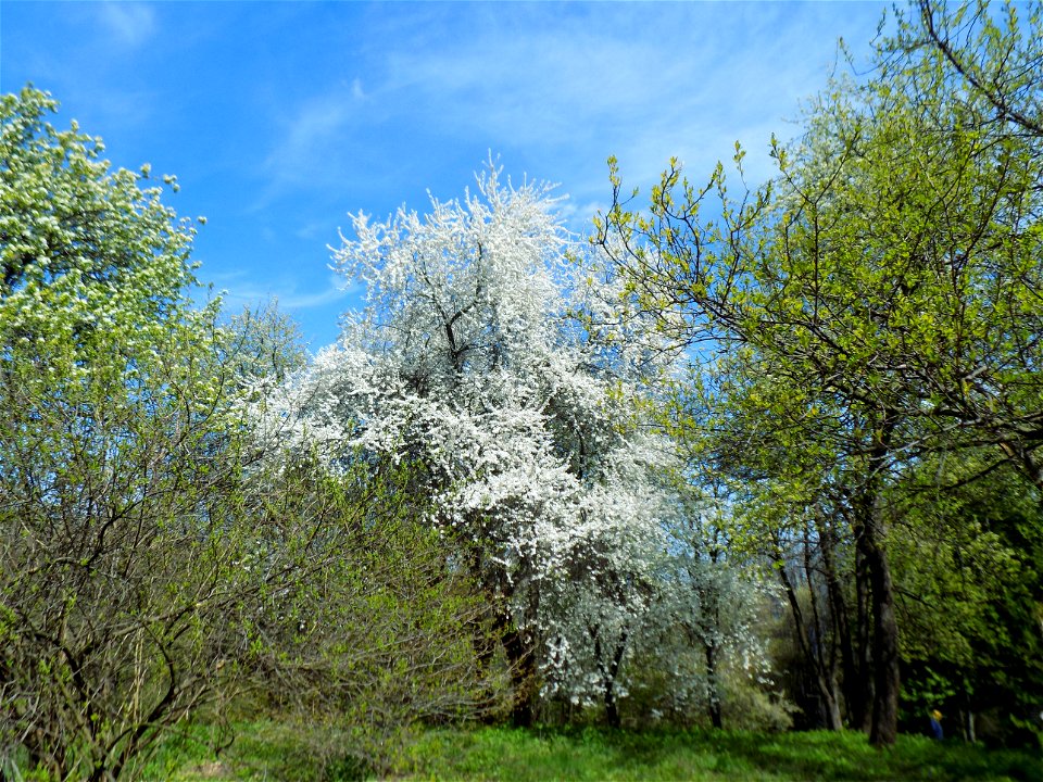 Hryshko National Botanical Garden