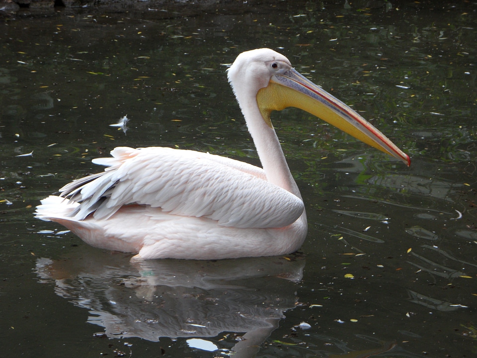 Water bird swim bird