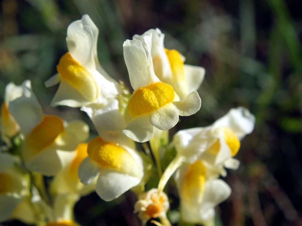 Yellow Toadflax wildflower
