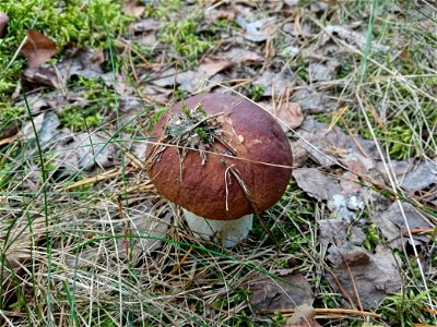 Boletus