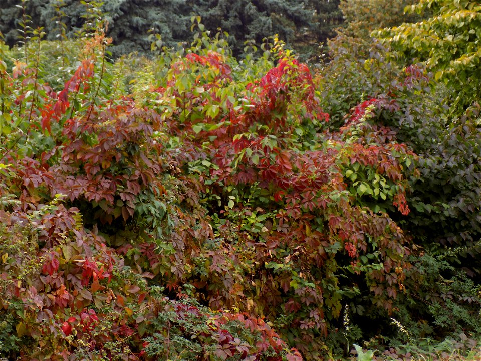 Hryshko National Botanical Garden
