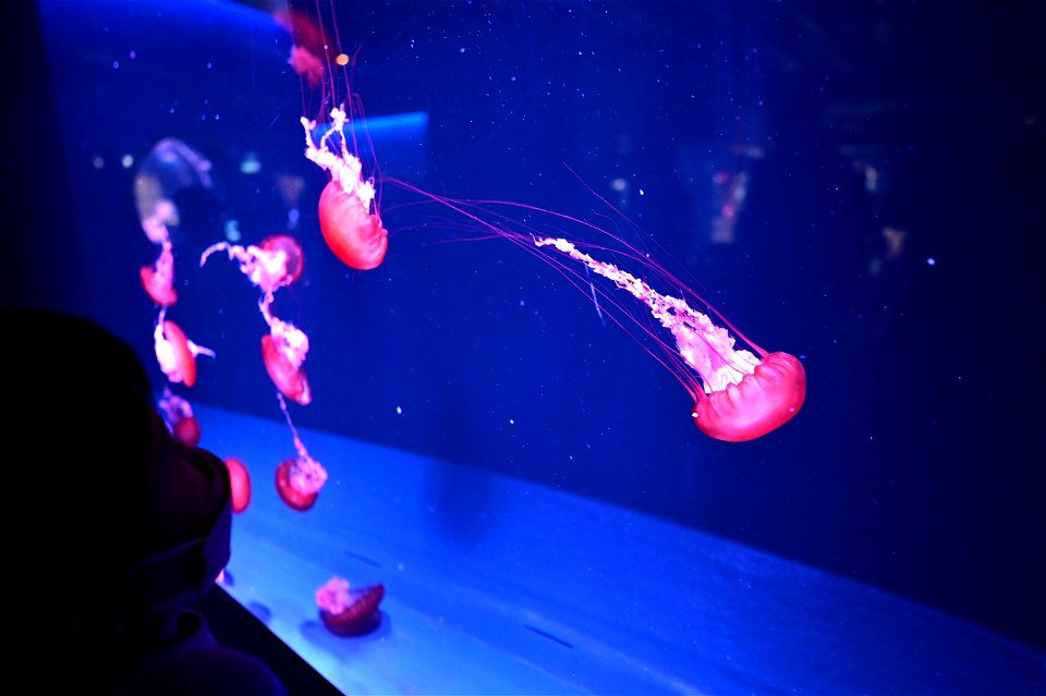 京都水族館 / Kyoto Aquarium