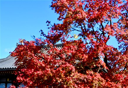 京都宇治平等院鳳凰堂 / Byodoin Hoohdo temple in Kyoto