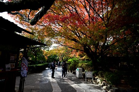 京都龍安寺/Kyoto Ryoanji
