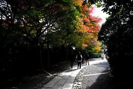 京都龍安寺/Kyoto Ryoanji
