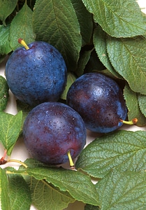 Bluebyrd Plums And Leaves
