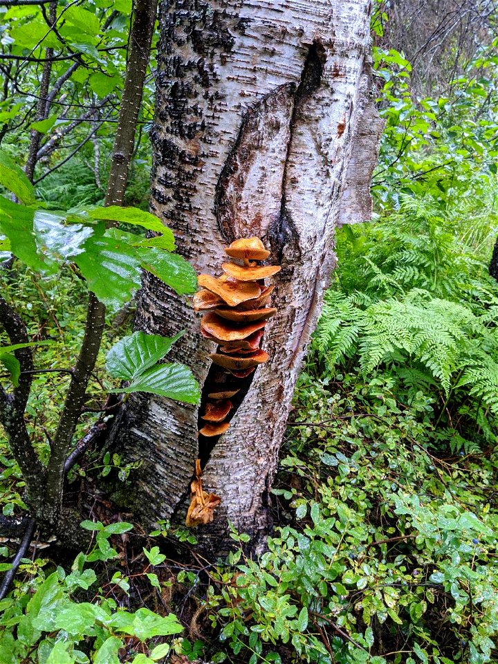 Pholiota-on-live-birch-Denali-State-Park-Alaska-2