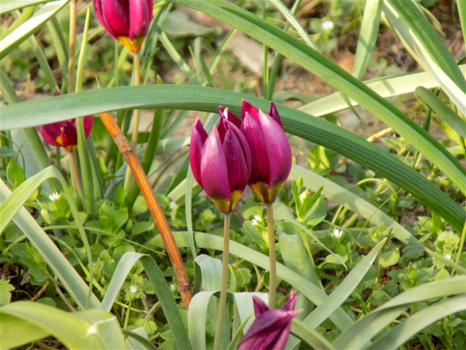 Hryshko National Botanical Garden