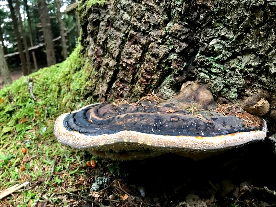 Fomitopsis-pinicola-ochracea-conks-Alaska-5
