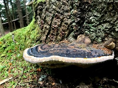 Fomitopsis-pinicola-ochracea-conks-Alaska-5