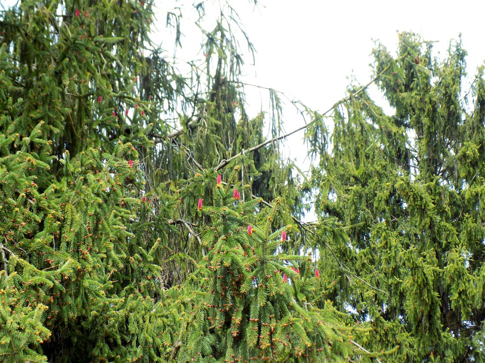 Hryshko National Botanical Garden