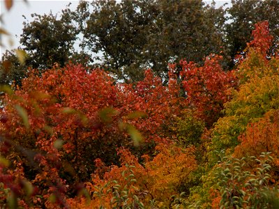 Hryshko National Botanical Garden