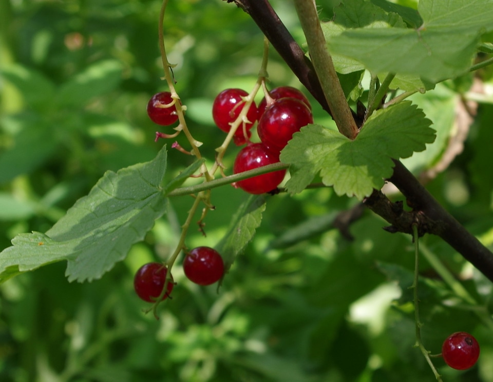 Ribes rubrum L. berry