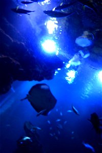 京都水族館 / Kyoto Aquarium