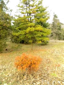 Hryshko National Botanical Garden