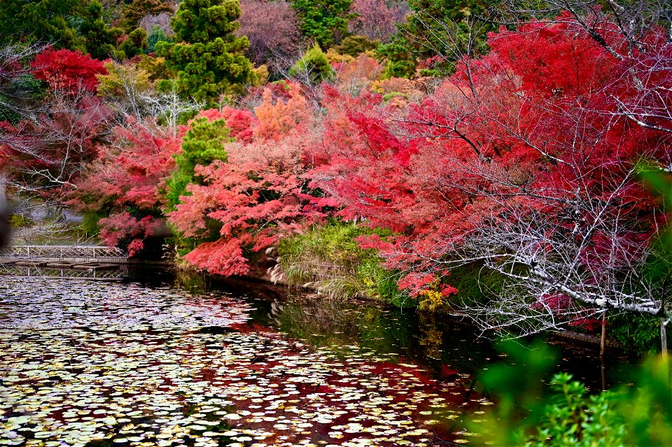 京都龍安寺/Kyoto Ryoanji