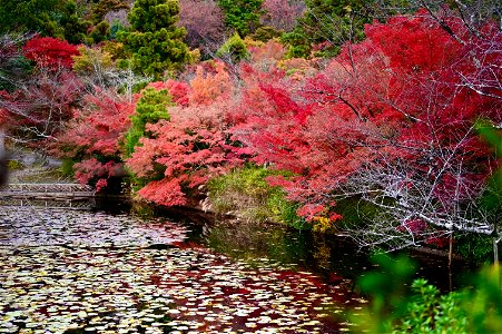 京都龍安寺/Kyoto Ryoanji