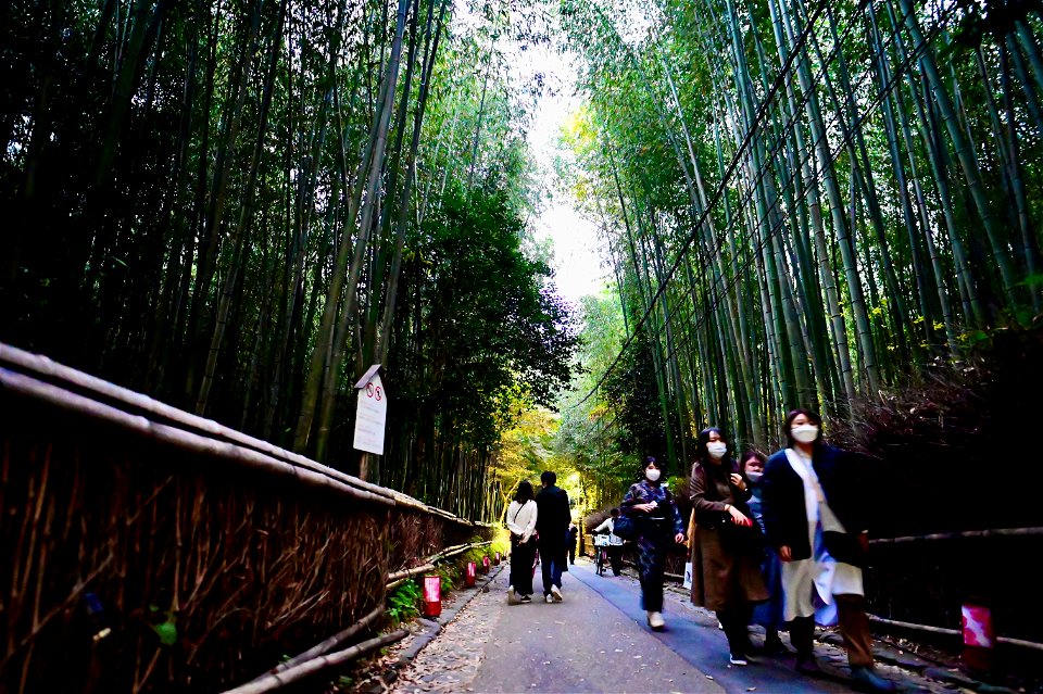 嵐山と竹林の小径 / Kyoto Arashiyama and Bamboo forest path