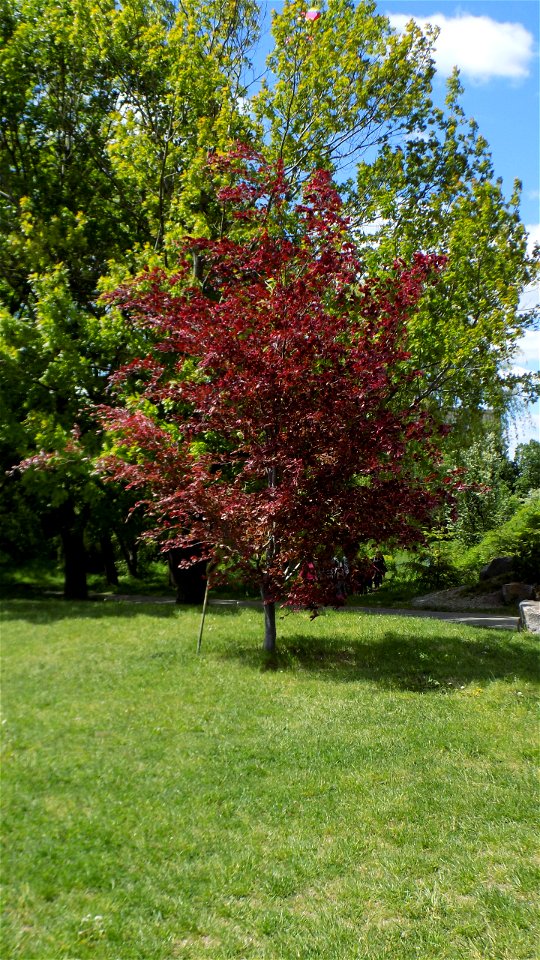 Hryshko National Botanical Garden