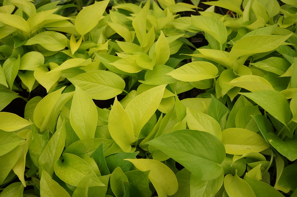 Isolated green plant pothos