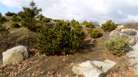 Hryshko National Botanical Garden