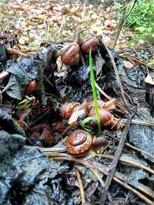 Snails